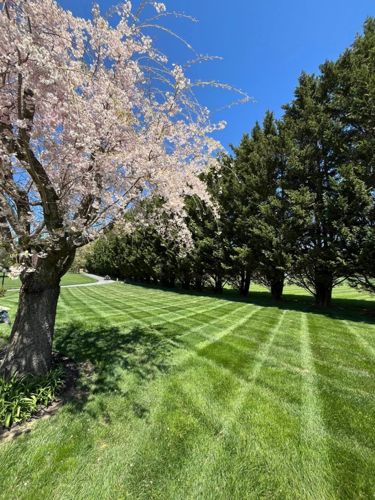 Striped lawn under a blooming cherry tree