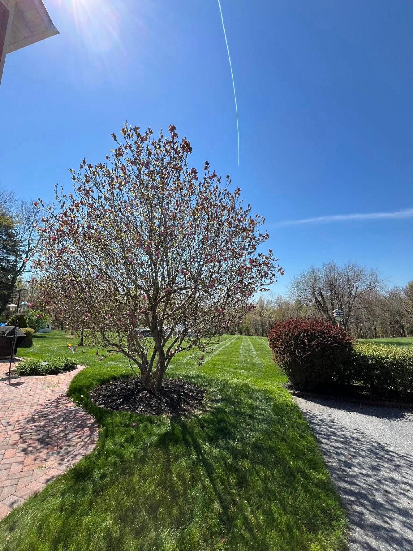 Edged mulch bed around a magnolia tree