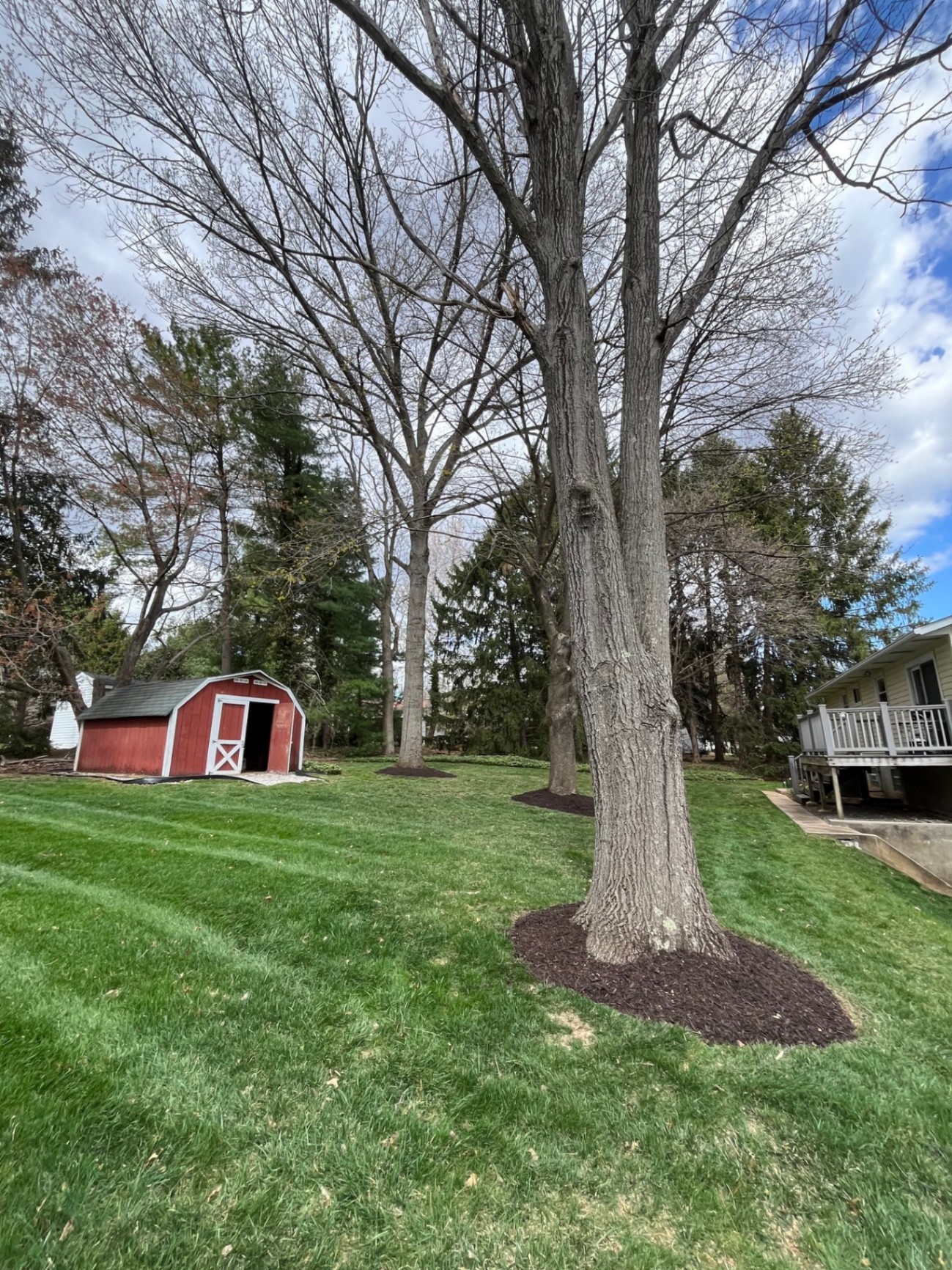 Mulched tree ring with a crisp edge